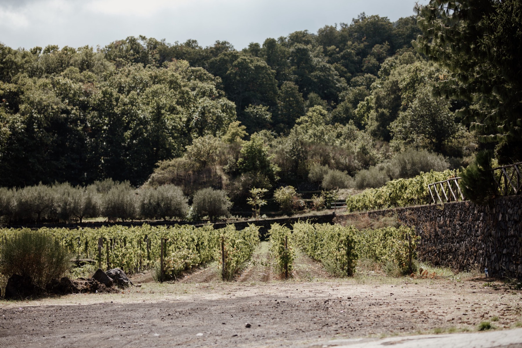 I boschi del Parco dell'Etna a ridosso dei vigneti