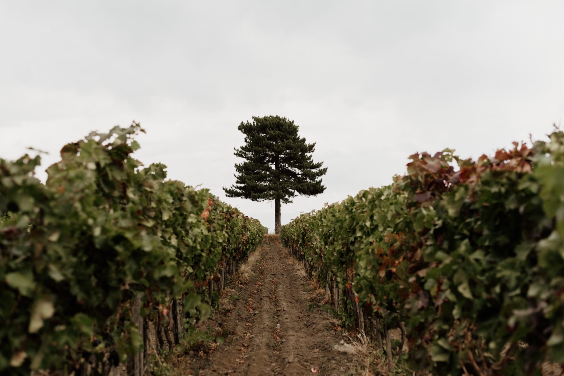 Un filare che conduce al pino in fondo alla vigna