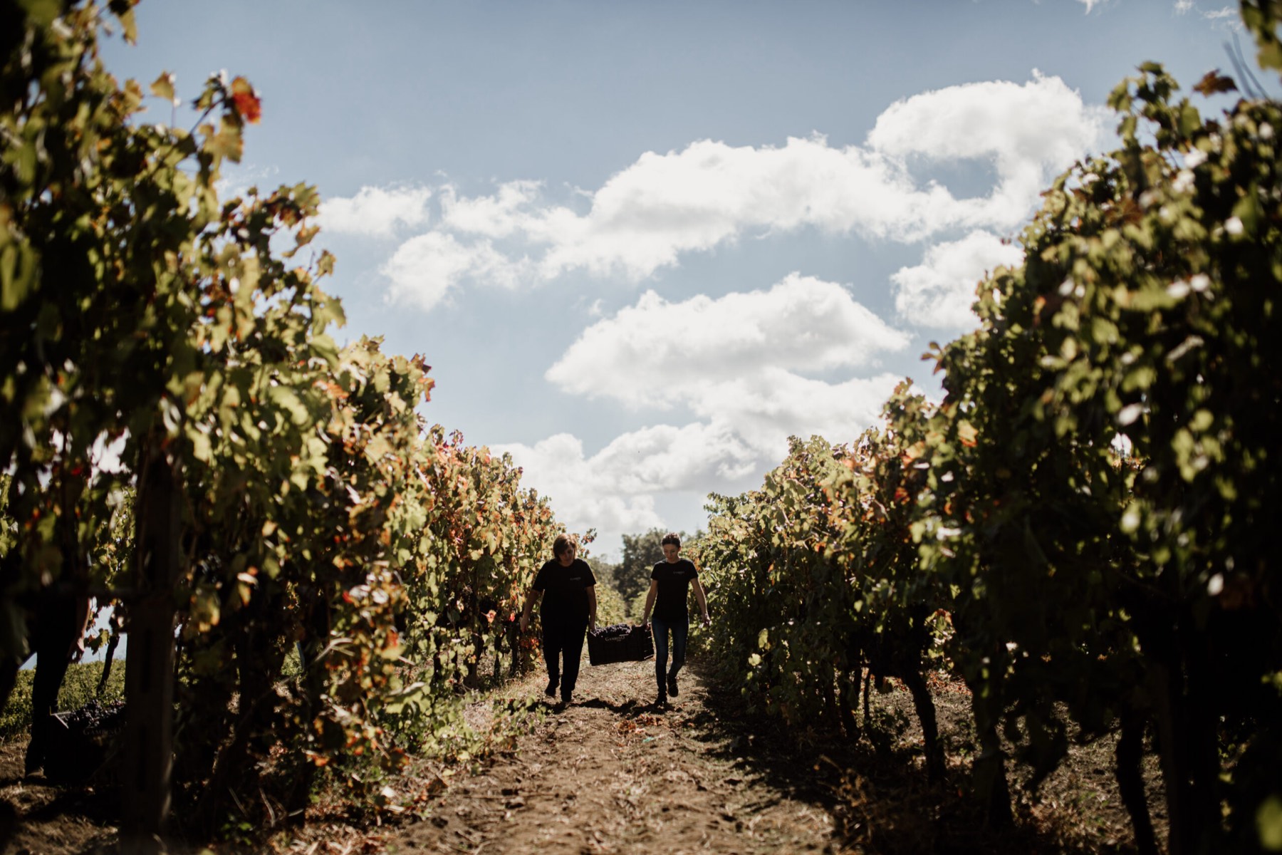 Due persone camminano tra i filari durante la vendemmia